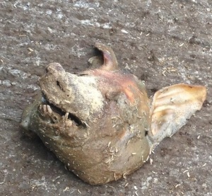 Maggot infested pig's head left on our doorstep